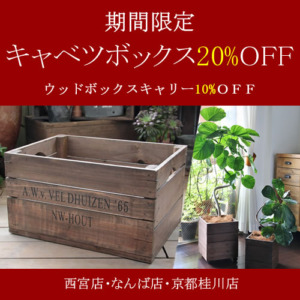 【NEWS】期間限定☆キャベツボックス20%OFF！〈みどり共通〉