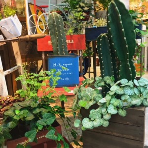 ♪新入荷♪植物のご紹介〈西宮店〉