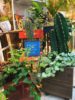 ♪新入荷♪植物のご紹介〈西宮店〉