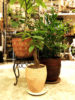 人気の植木鉢入荷〈西宮店〉