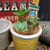 【6月ワークショップ】特別企画！ミニ多肉の寄せ植え〈京都マルイ店〉