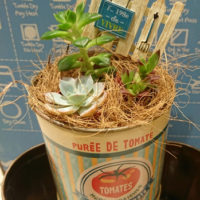 【5月プレミアムフライデー特別企画】ミニ多肉の寄せ植え〈京都マルイ店〉