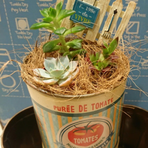 【5月プレミアムフライデー特別企画】ミニ多肉の寄せ植え〈京都マルイ店〉
