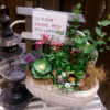 【12月ﾜｰｸｼｮｯﾌﾟ】春を呼び込む新年の寄せ植え〈西宮店〉