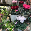 【NEWS】華やかな冬のお花が入荷しました☆〈みどり共通〉