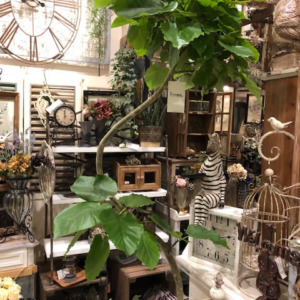 ウンベラータ〈京都桂川店〉