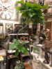 ウンベラータ〈京都桂川店〉
