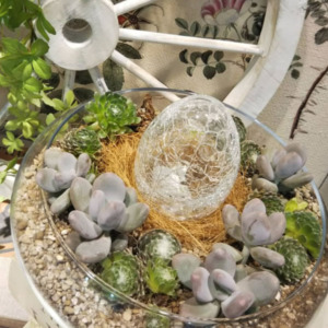 【2月ﾜｰｸｼｮｯﾌﾟ】多肉植物が囲む Glass egg〈西宮店〉