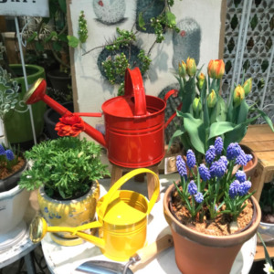 【NEWS】Spring has come！〈みどり共通〉