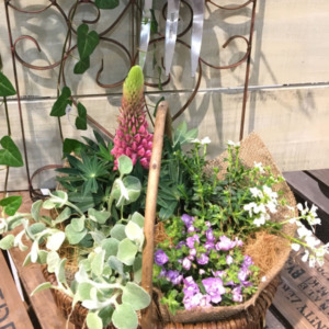 【3月ﾜｰｸｼｮｯﾌﾟ】ｶﾞｰﾃﾞﾝﾊﾞｽｹｯﾄで春の寄せ植え〈京都桂川店〉