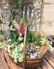 【3月ﾜｰｸｼｮｯﾌﾟ】ｶﾞｰﾃﾞﾝﾊﾞｽｹｯﾄで春の寄せ植え〈京都桂川店〉
