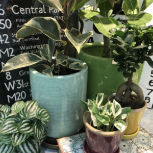 【NEWS】INDOOR GREEN LIFE〈西宮店〉