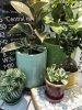【NEWS】INDOOR GREEN LIFE〈西宮店〉