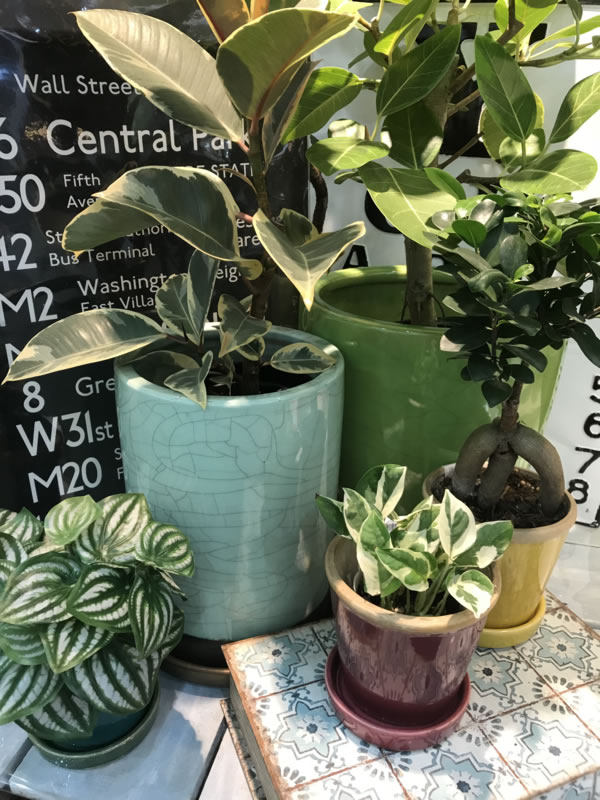 【NEWS】INDOOR GREEN LIFE〈西宮店〉