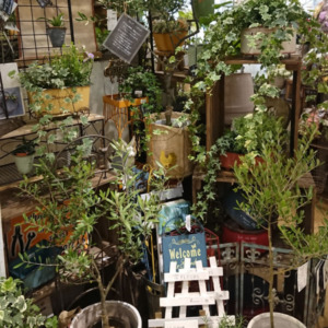 オリーブの接ぎ木の２種植えタイプ〈なんば店〉