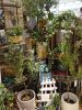 オリーブの接ぎ木の２種植えタイプ〈なんば店〉