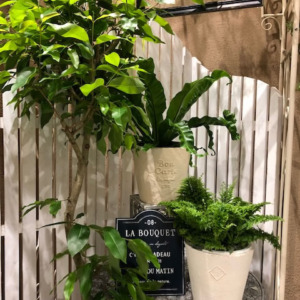 さわやかな色の植物〈京都桂川店〉