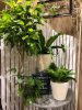 さわやかな色の植物〈京都桂川店〉