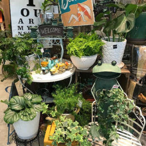 【NEWS】Indoor Green collection〈直営店共通〉