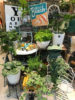 【NEWS】Indoor Green collection〈直営店共通〉