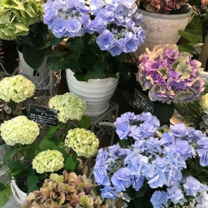 【NEWS】紫陽花の季節です！〈直営店共通〉