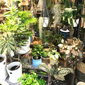 【NEWS】初めてのボタニカルLIFE〈直営店共通〉