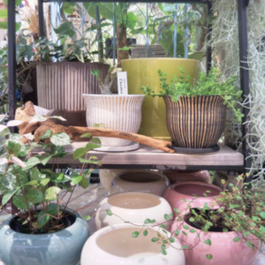 カラフルな植木鉢〈なんば店〉