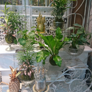 苔玉〈西宮店〉