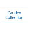【NEWS】Caudex Collection〈直営店共通〉