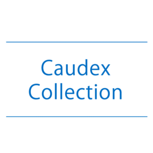 【NEWS】Caudex Collection〈直営店共通〉