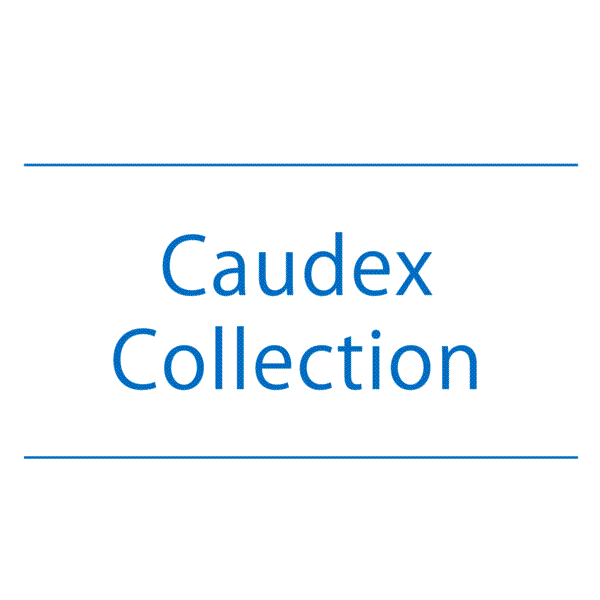 NEWS】Caudex Collection〈直営店共通〉 | みどりの雑貨屋