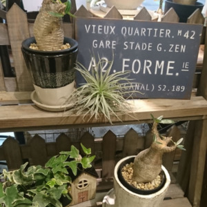 コーデックスコレクション〈西宮店〉