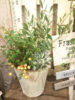 【9月ﾜｰｸｼｮｯﾌﾟ】ｵﾘｰﾌﾞの秋の寄せ植え〈西宮店〉