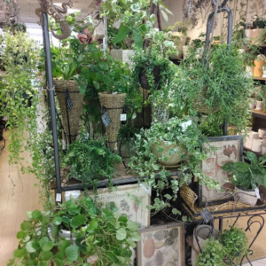 【NEWS】ハンギンググリーン入荷しました！〈直営店共通〉