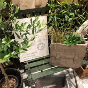Newｸﾞﾗｽﾌｧｲﾊﾞｰ鉢入荷〈京都桂川店〉