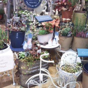 クリスマスに向けた寄せ植え☆〈なんば店〉