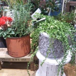 垂れ下がる植物の魅せ方〈なんば店〉