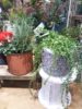 垂れ下がる植物の魅せ方〈なんば店〉