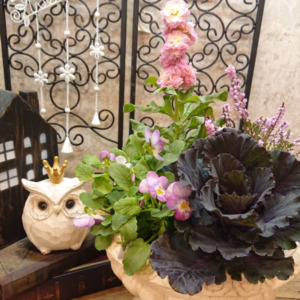 【12月ﾜｰｸｼｮｯﾌﾟ】葉ぼたんの寄せ植え〈西宮店〉
