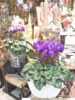【NEWS】究極の青いシクラメン入荷〈直営店共通〉