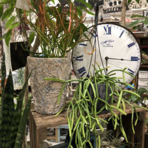 数量限定の植物が入荷しました〈京都桂川店〉