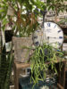 数量限定の植物が入荷しました〈京都桂川店〉