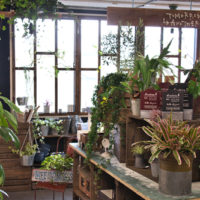【NEWS】阪急うめだ本店『植物と暮らす』に期間出店します☆