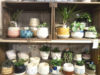 信楽焼の植木鉢！入荷！〈なんば店〉