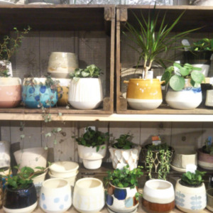 信楽焼の植木鉢！入荷！〈なんば店〉
