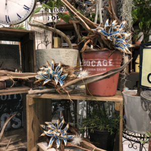 希少☆旅人の木の実〈京都桂川店〉