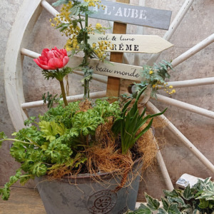 【2月ﾜｰｸｼｮｯﾌﾟ】ﾐﾓｻﾞ×球根の春の寄せ植えｱﾚﾝｼﾞ☆〈西宮店〉