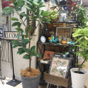 本物そっくり☆フェイクグリーン〈なんば店〉