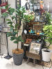 本物そっくり☆フェイクグリーン〈なんば店〉