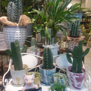 サボテン・コウモリラン〈西宮店〉